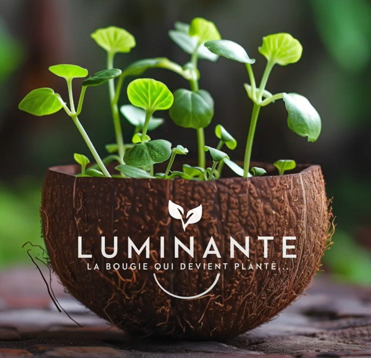 Bougie qui devient plante vanille - 2