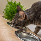 Buvo, gamelle ergonomique chat en chêne - 2